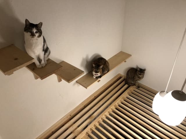 image-Cat-Walk