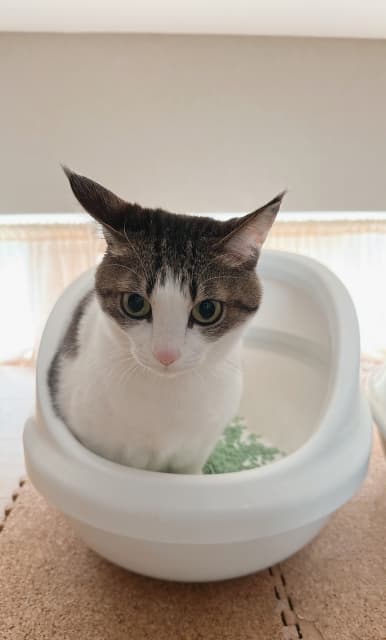 image-Toilet